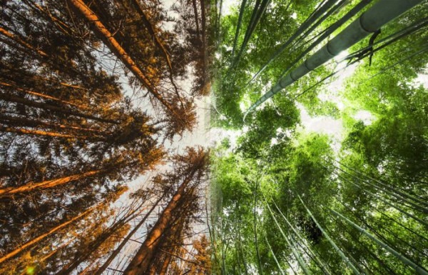 Фотографии-близнецы, сделанные в разных уголках планеты Фотографии-близнецы, сделанные в разных уголках планеты
