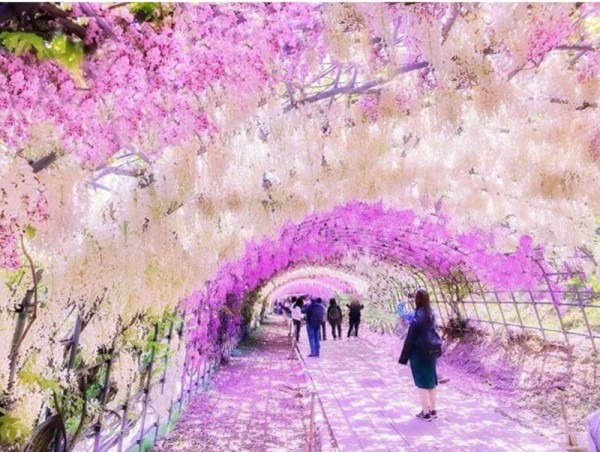 Красиво, как в сказке: завораживающие туннели из глицинии в Японии Красиво, как в сказке: завораживающие туннели из глицинии в Японии